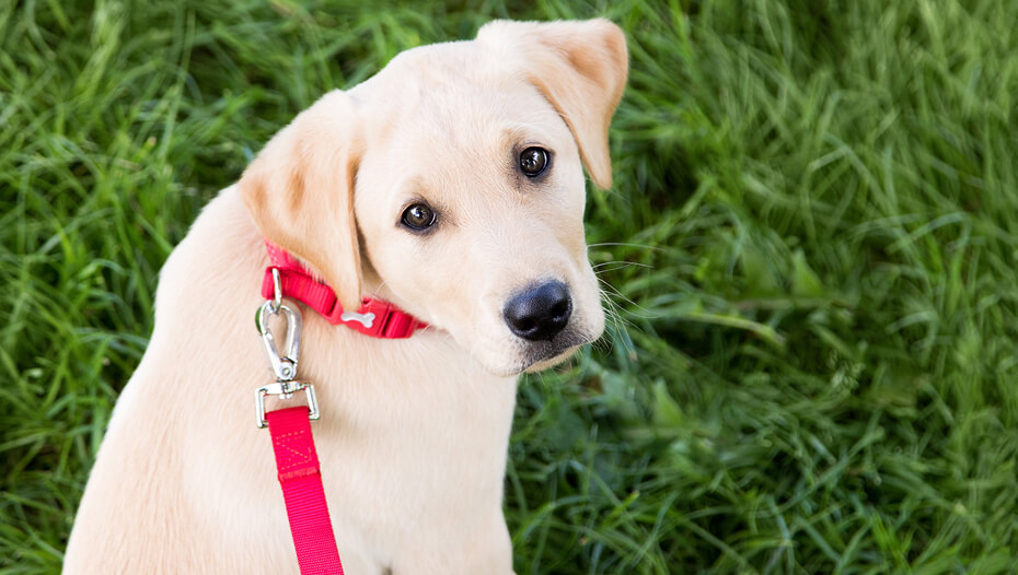 How to Train a Puppy to Walk on a Lead Purina
